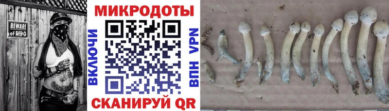 закладки  Светлогорск  Псилоцибиновые грибы ЛСД 